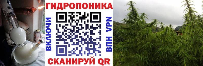 Бошки Шишки семена Шарья